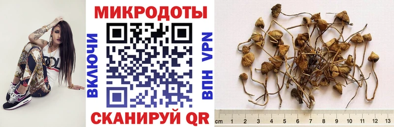 дарнет шоп  Неман  Галлюциногенные грибы Psilocybe 